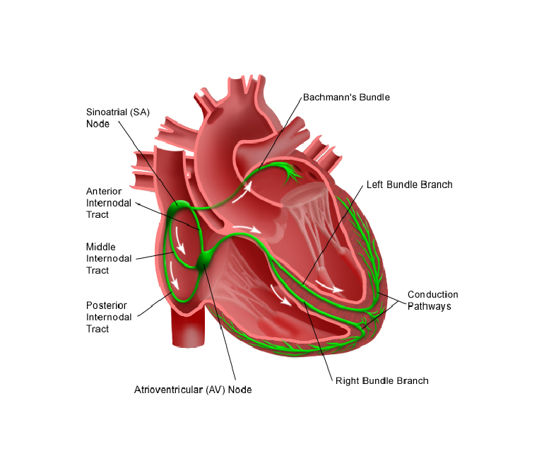 Heart Conduction System