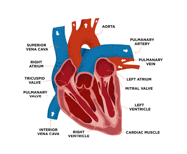 Importance of understanding the anatomy of the heart