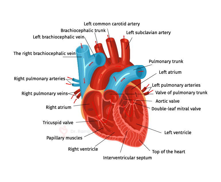 Circulatory Process