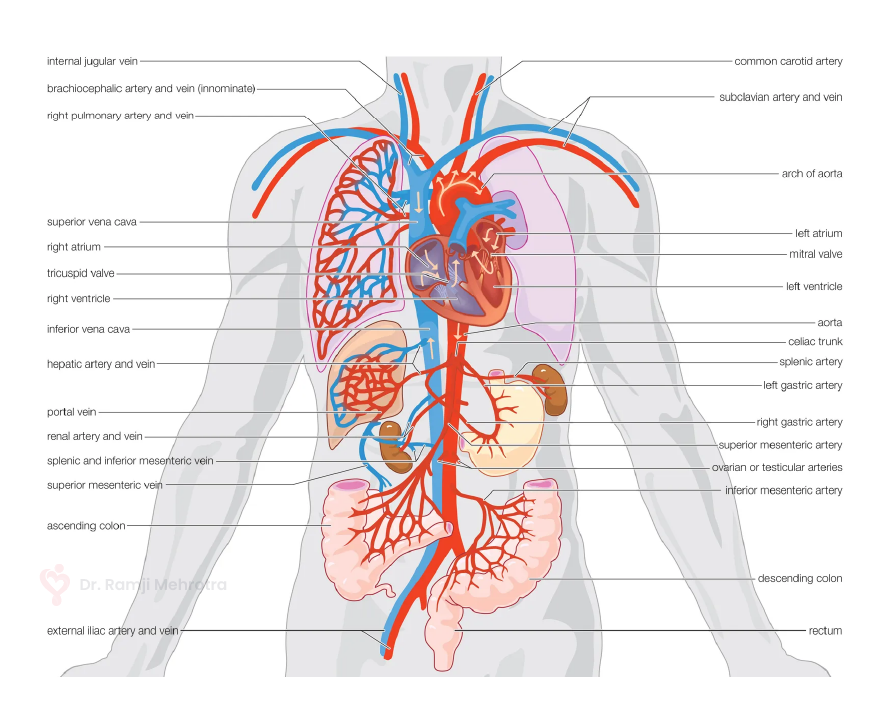 circulatory system homeostasis